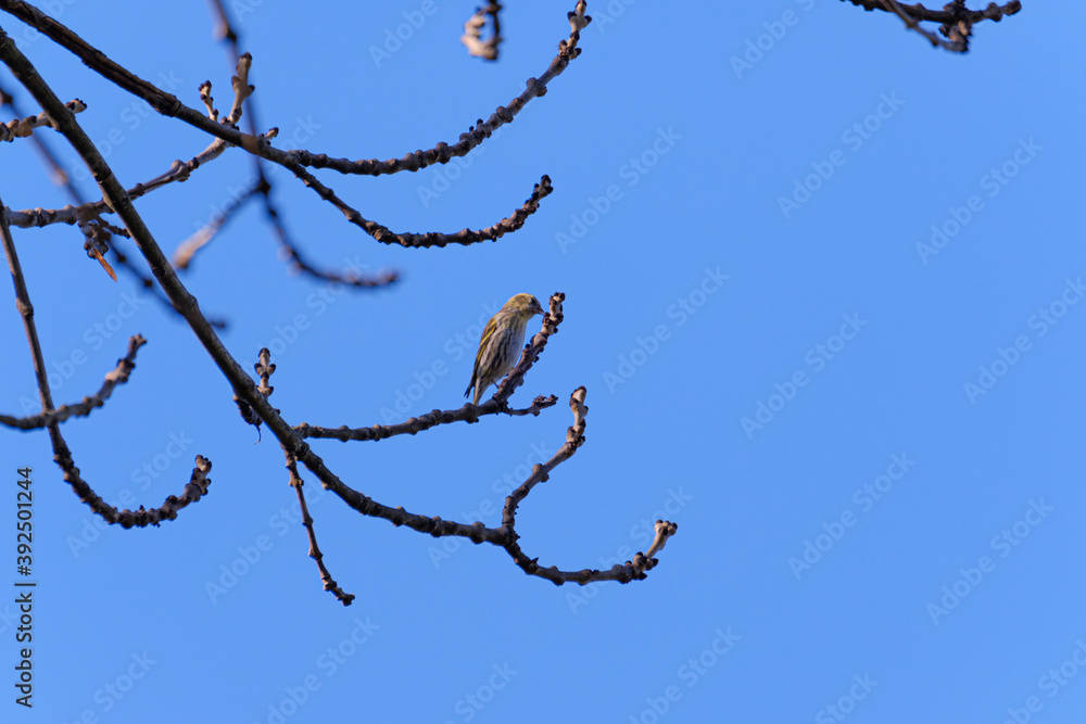 Eurasian siskin (Spinus spinus) in a tree on blue sky Eurasian siskin (Spinus spinus) in a tree on blue sky