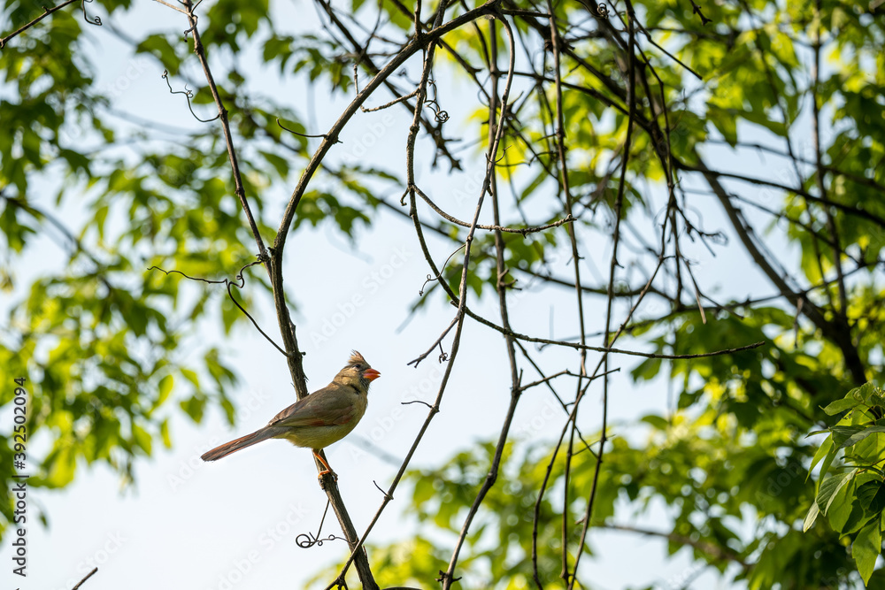 Fototapeta premium female cardinal looking up at another cardinal in a tree