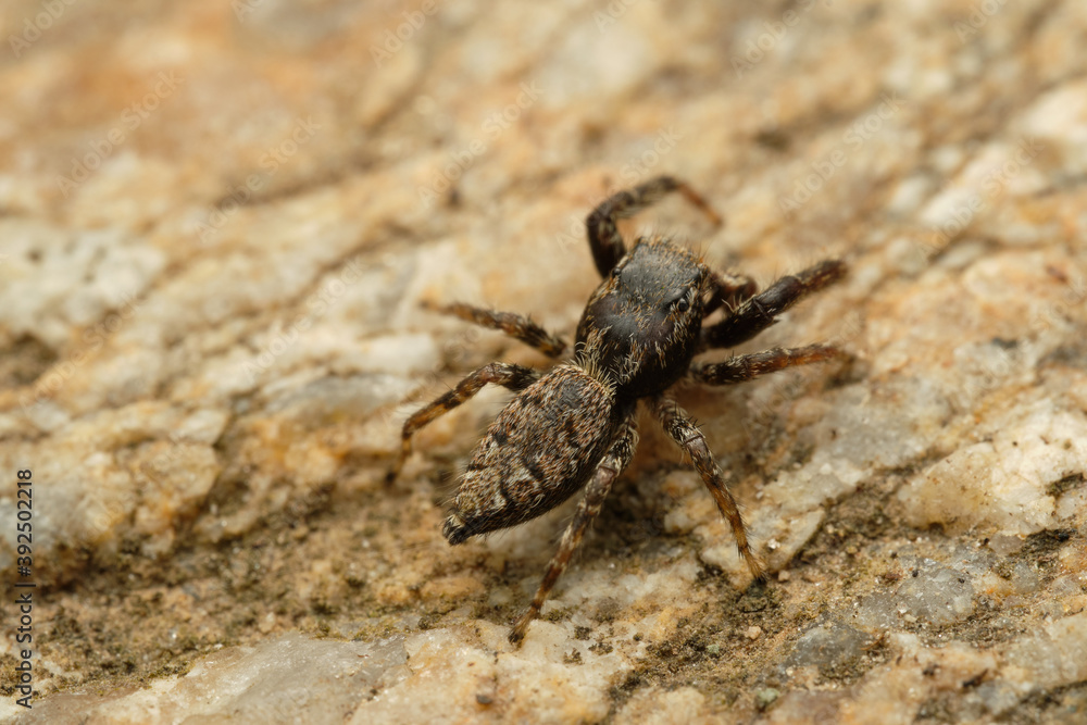 Beautiful jumping spider Marpissa muscosa on stone. Czech Republic, Europe Beautiful jumping spider Marpissa muscosa on stone. Czech Republic, Europe