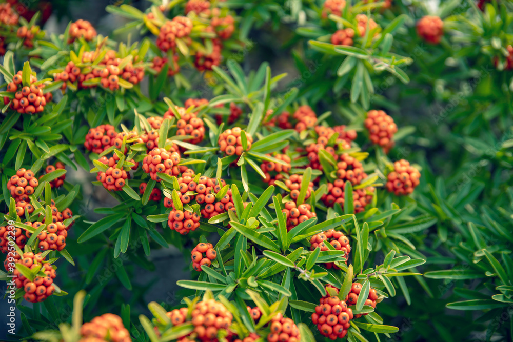 many red berries on a green bush