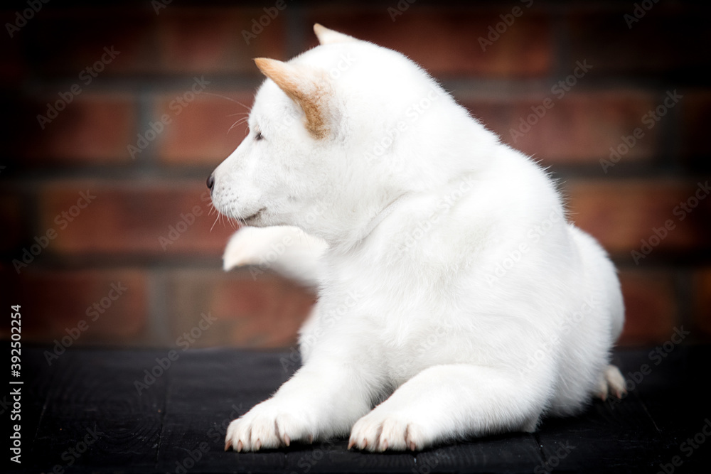 Fototapeta premium white hokkaido puppy looking sideways