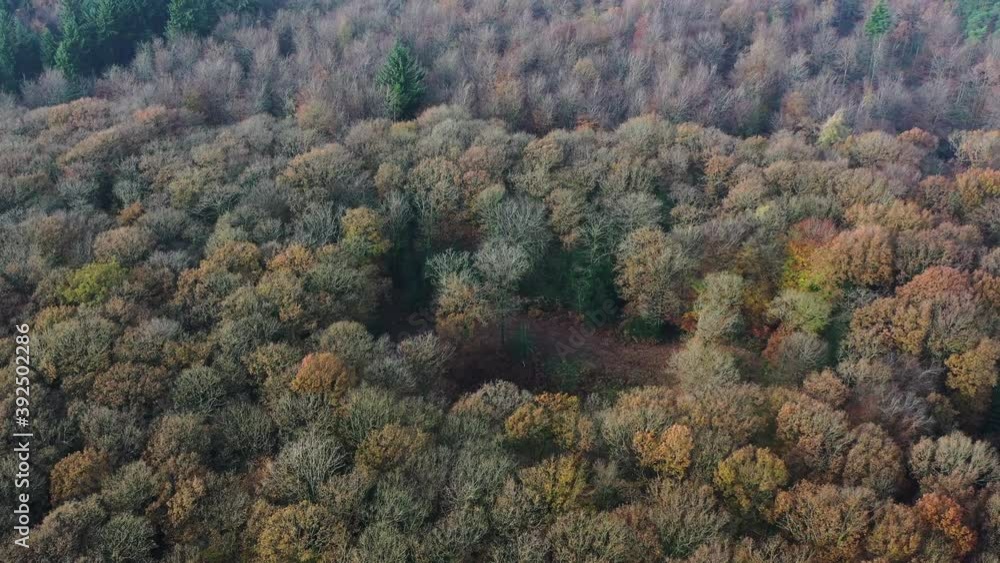 Drone shot flying over a forest canopy in Autumn colours in the UK Drone shot flying over a forest canopy in Autumn colours in the UK