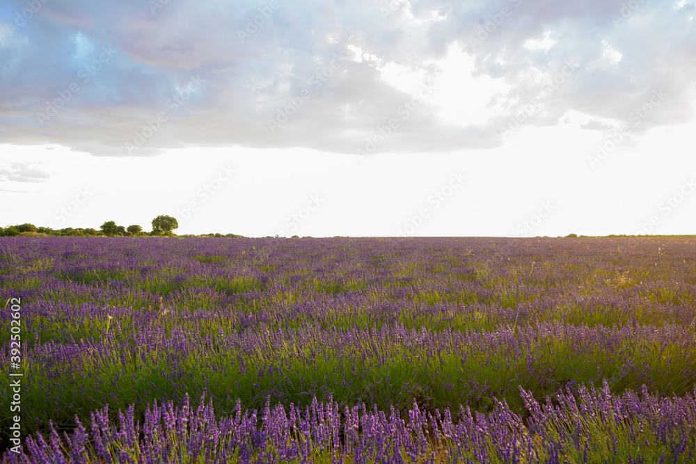 Lavender Field Lavender Field