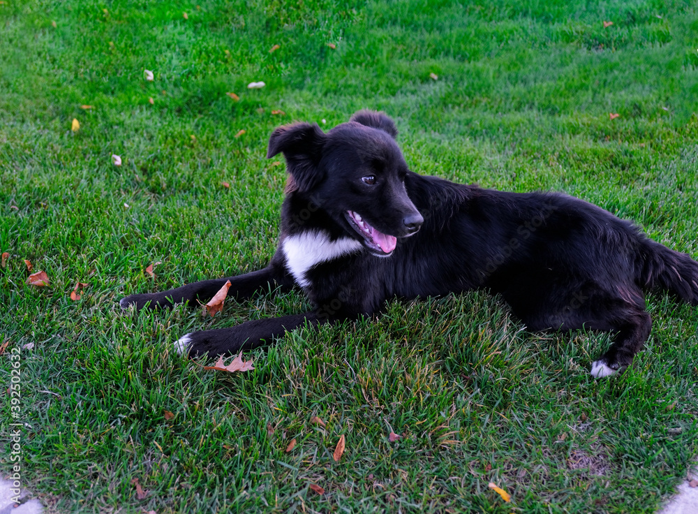 The dog on the green grass plays with a medical mask. Animals and quarantine The dog on the green grass plays with a medical mask. Animals and quarantine