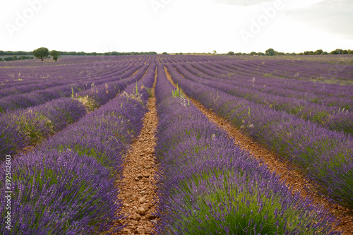 Nice Lavender Field
