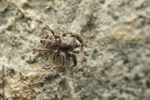 Jumping spider Pellenes tripunctatus on stone, Czech Republic