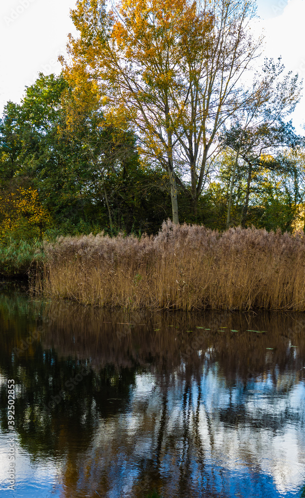 Autumn landscape with reed border reflecting in the pond
