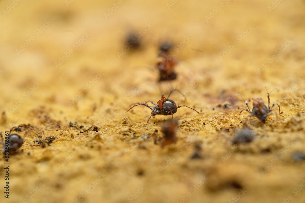 Tiny soil arachnid Damaeus onustus on wood, Czech Republic, Europe Tiny soil arachnid Damaeus onustus on wood, Czech Republic, Europe