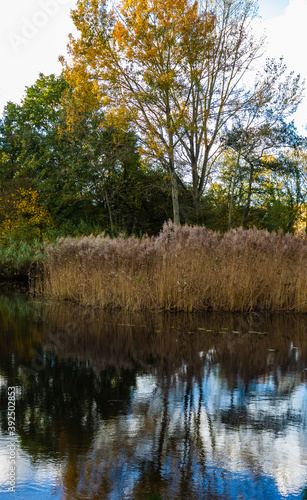 Autumn landscape with reed border reflecting in the pond 