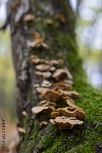 Colony of mushrooms growing on chestnut trunk.