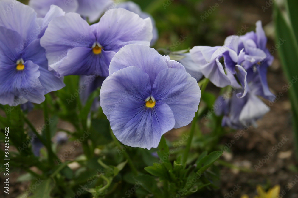 Au jardin Au jardin