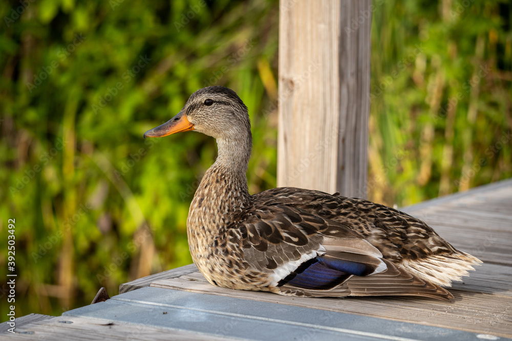 duck sitting on a floating pier in minnesota duck sitting on a floating pier in minnesota