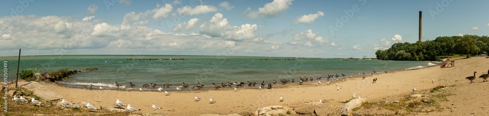 Panorama view of seagulls and geese to be on coast of Ontario lake in Pennsylvania Panorama view of seagulls and geese to be on coast of Ontario lake in Pennsylvania