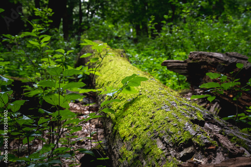 bright green moss growing on a fallen tree in the forest
