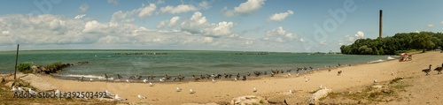 Fototapeta Naklejka Na Ścianę i Meble -  Panorama view of seagulls and geese to be on coast of Ontario lake in Pennsylvania