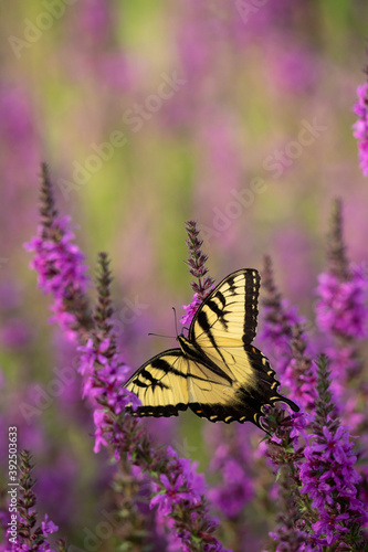 macro image of a butterfly on a flower
