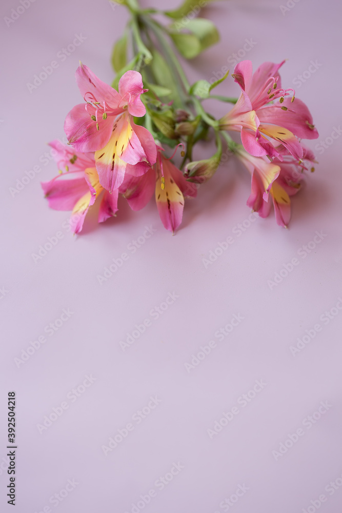 Alstroemeria on a pink vertical background close up.
