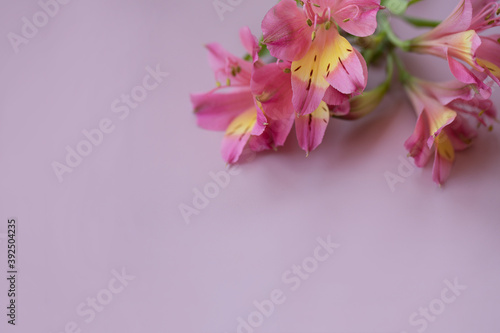 Alstroemeria on a pink horizontal background close up.