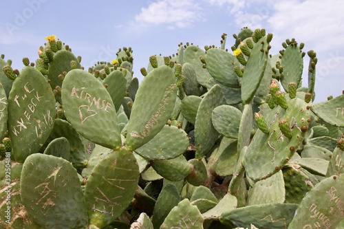 cactus closeup view 