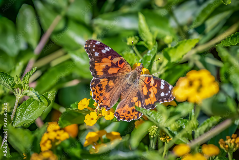 Painted lady butterfly (Vanessa cardui) in garden greenery Painted lady butterfly (Vanessa cardui) in garden greenery