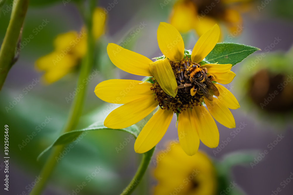 Bumble bee on a sunflower Bumble bee on a sunflower