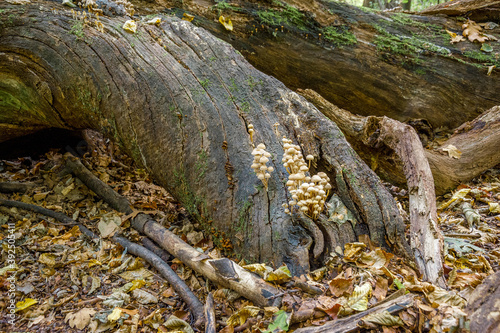 Mushrooms grow on a tree trunk.