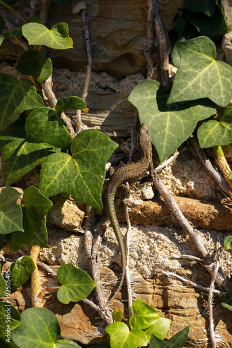 Largartija (Darevskia) photo