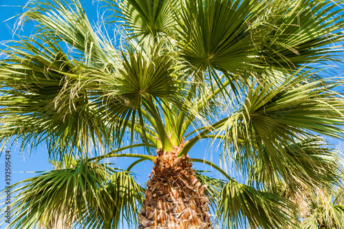 Beautiful Tropical Background  with Palm Tree on a Blue Sky