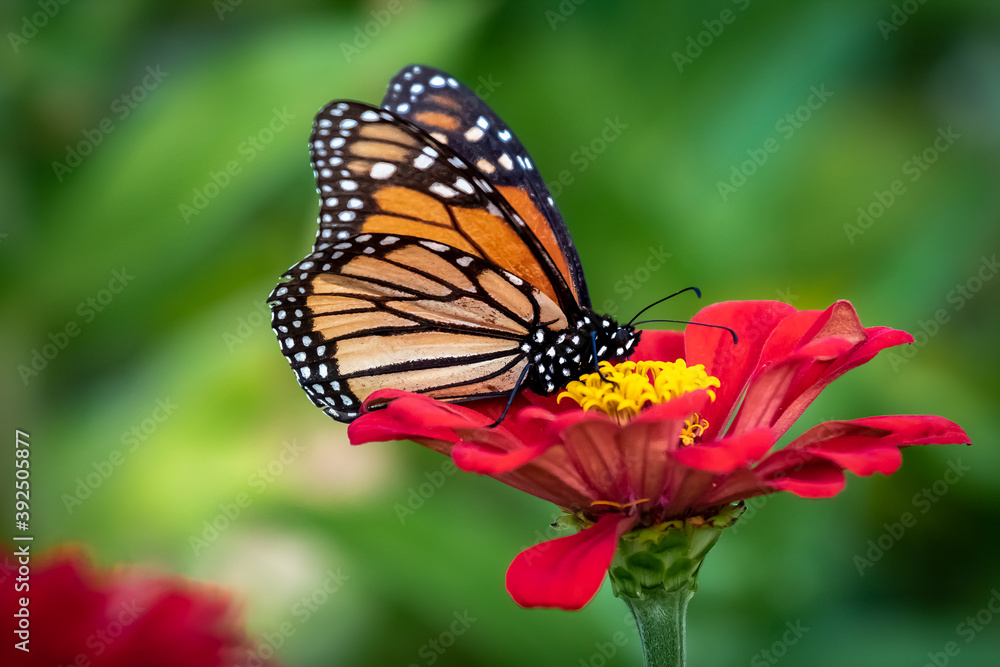 Monarch butterfly (Danaus plexippus) perched on a red flower Monarch butterfly (Danaus plexippus) perched on a red flower