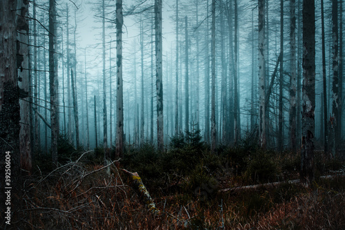 View into a foggy and mystic forest with dead straight pine tree silhouettes in the mist. Moody winter mountains, Harz National Park in Germany. In the dark woods walking alone outdoors photo