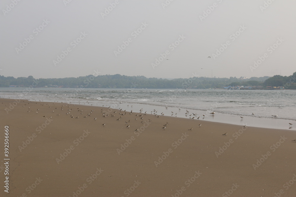birds on the shore of the Arabian sea, India birds on the shore of the Arabian sea, India