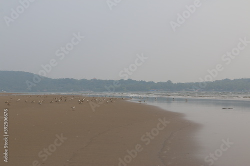 Photography birds on the shore of the Arabian sea, India