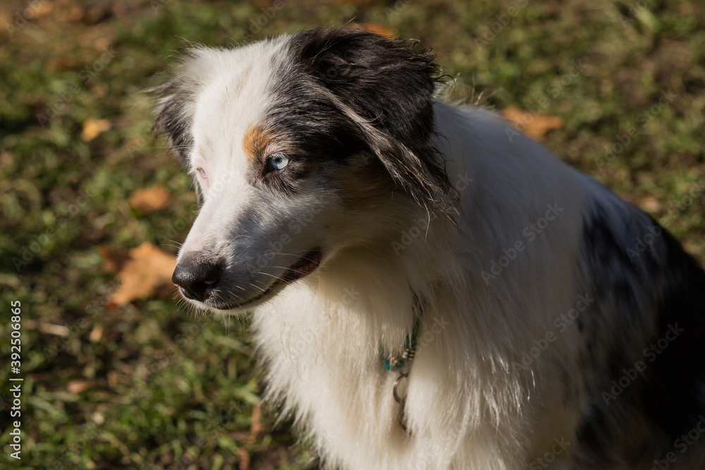  Australian shepherd closeup portrait in autumn forest