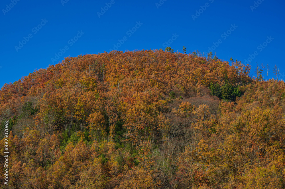 紅葉した雑木林の山　安曇野市