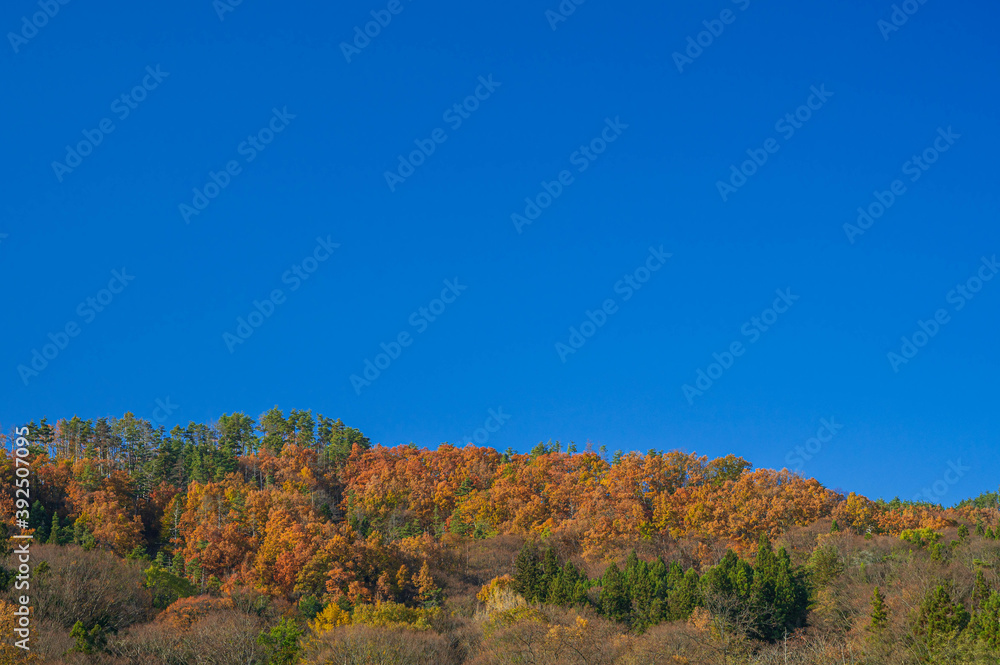 紅葉した雑木林の山 安曇野市 紅葉した雑木林の山 安曇野市