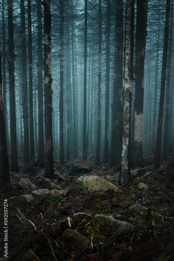 Naklejka premium View into a foggy and mystic forest with dead straight pine tree silhouettes in the mist. Moody winter mountains, Harz National Park in Germany. In the dark woods walking alone outdoors