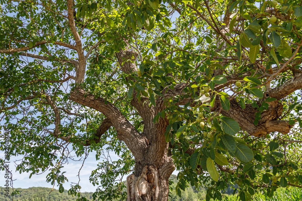 Fototapeta premium Old walnut tree against blue sky. Green walnuts on a tree branches.