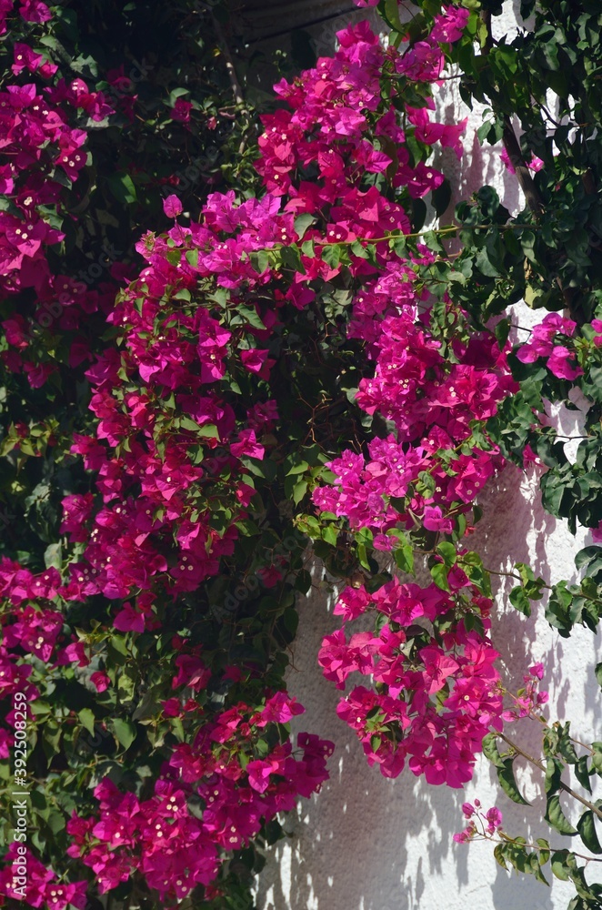 Buganvilla fucsia en flor en El Rocio, Huelva