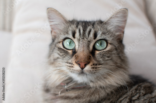 Cat looking at camera with green eyes.