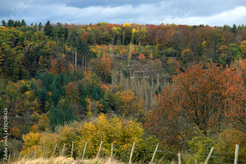 Berghang mit Herbstwald aus bunten Bäumen, gesunden Bäumen und vertrockneten Bäumen und Aufforstung mit jungen Bäumen - Stockfoto