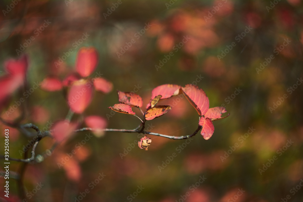 autumn leaves autumn leaves