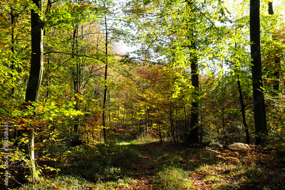 Waldweg in herbstlichem Wald - Stockfoto