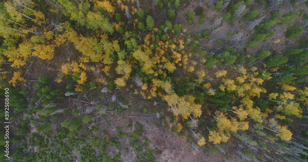 Aerial over aspen grove in Colorado during fall Aerial over aspen grove in Colorado during fall