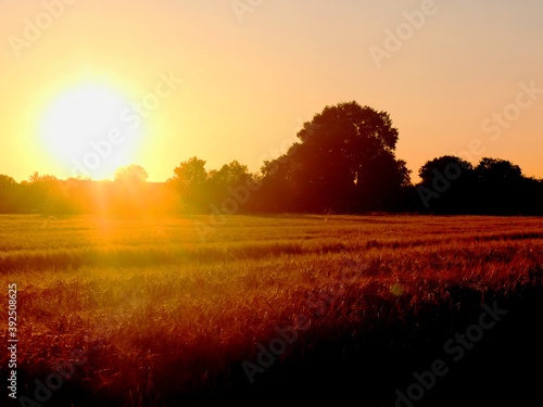 Sonnenuntergang im Feld © Christian