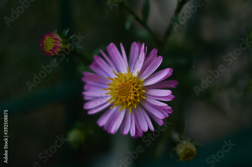 Michaelmas daisy
