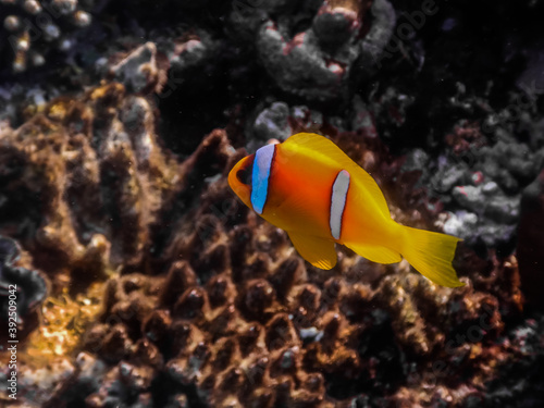 single twoband anemonefish at corals large view
