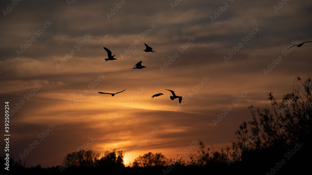 Grupa ptaków na tle nieba w zachodzącym słońcu