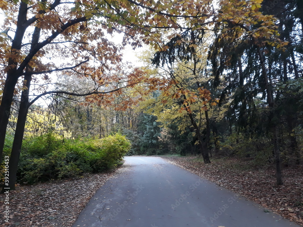 road in autumn forest