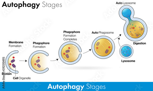 Stages of Autophagy with labelling vector in colorful concept   photo