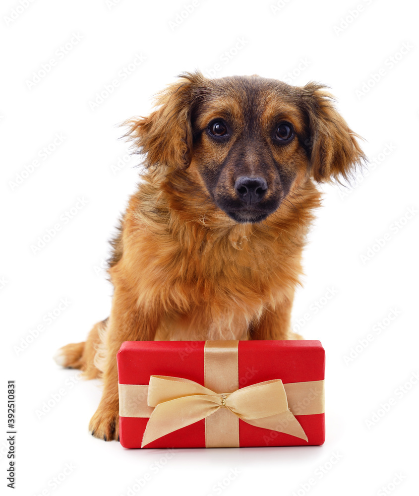 One little dog with a gift.
